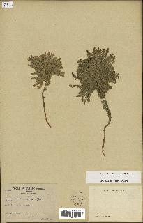 spécimen de Lycopodium dendroideum