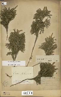 spécimen de Lycopodium dendroideum