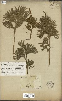 spécimen de Lycopodium dendroideum