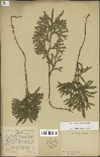 spécimen de Lycopodium dendroideum