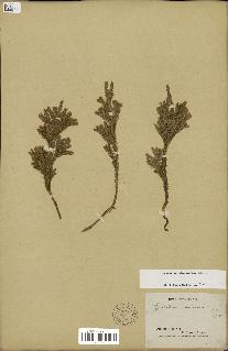 spécimen de Lycopodium dendroideum