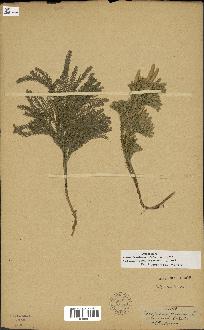 spécimen de Lycopodium dendroideum