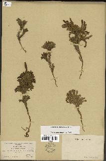 spécimen de Lycopodium dendroideum