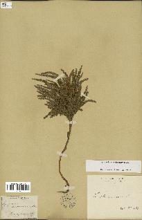 spécimen de Lycopodium dendroideum