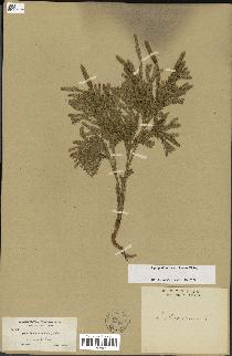 spécimen de Lycopodium dendroideum