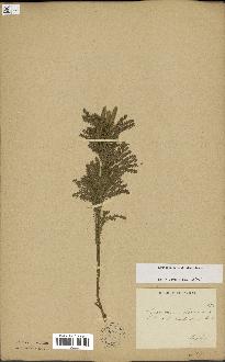 spécimen de Lycopodium dendroideum