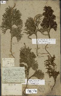 spécimen de Lycopodium dendroideum