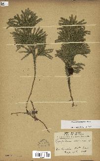 spécimen de Lycopodium dendroideum