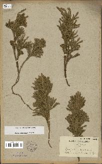 spécimen de Lycopodium dendroideum