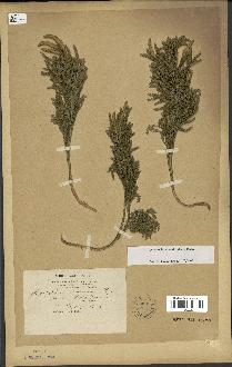 spécimen de Lycopodium dendroideum