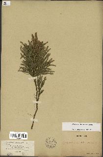 spécimen de Lycopodium dendroideum