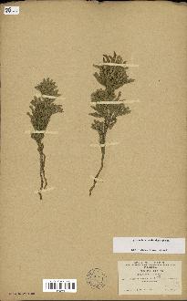 spécimen de Lycopodium dendroideum