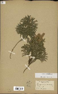 spécimen de Lycopodium dendroideum