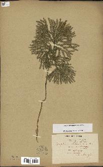 spécimen de Lycopodium dendroideum