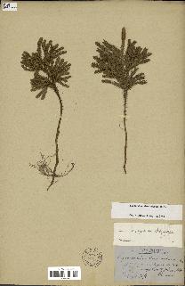 spécimen de Lycopodium dendroideum