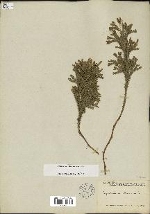 spécimen de Lycopodium dendroideum