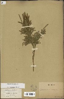 spécimen de Lycopodium dendroideum