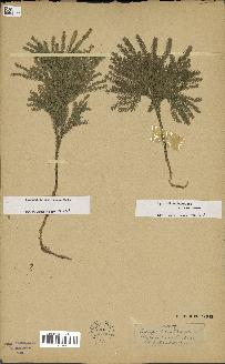 spécimen de Lycopodium dendroideum