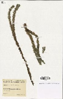 spécimen de Lycopodium lucidulum