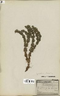 spécimen de Lycopodium lucidulum