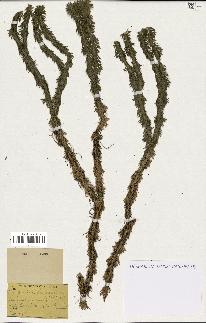 spécimen de Lycopodium lucidulum