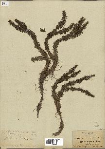 spécimen de Lycopodium complanatum