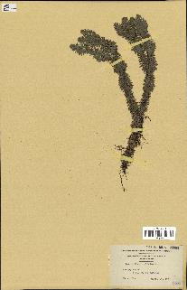 spécimen de Lycopodium lucidulum