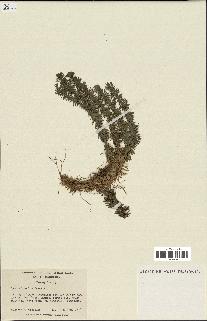 spécimen de Lycopodium lucidulum