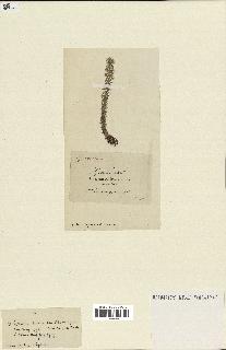 spécimen de Lycopodium lucidulum
