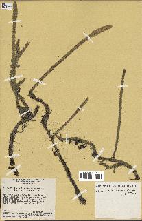 spécimen de Lycopodiella alopecuroides