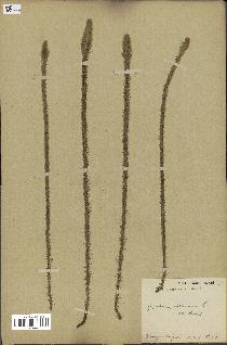 spécimen de Lycopodiella alopecuroides