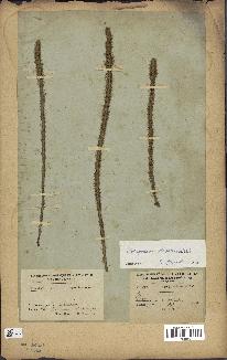 spécimen de Lycopodiella alopecuroides