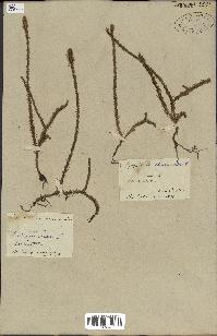 spécimen de Lycopodiella alopecuroides