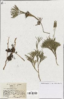 spécimen de Lycopodium tristachyum