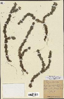 spécimen de Lycopodium lucidulum