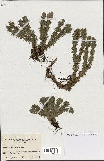 spécimen de Lycopodium lucidulum