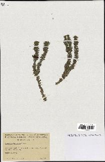spécimen de Lycopodium lucidulum