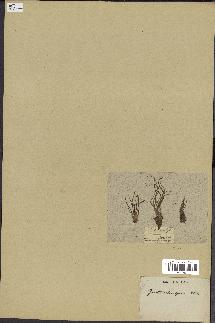 spécimen de Isoetes echinospora