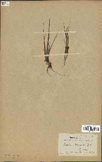 spécimen de Isoetes echinospora