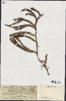 spécimen de Lycopodium annotinum