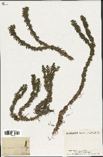 spécimen de Lycopodium lucidulum