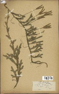 spécimen de Lycopodium tristachyum