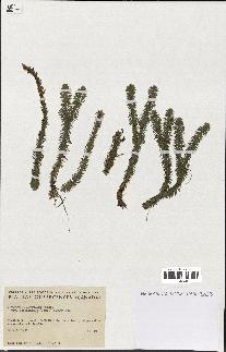 spécimen de Lycopodium lucidulum