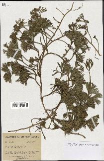 spécimen de Lycopodium tristachyum