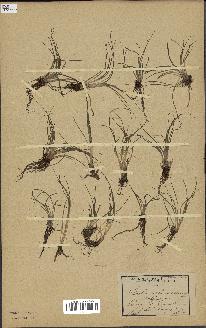 spécimen de Isoetes echinospora