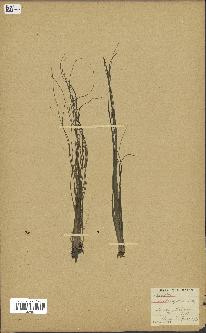 spécimen de Isoetes melanopoda