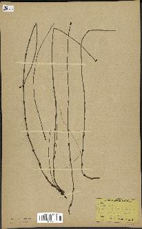 spécimen de Equisetum arvense