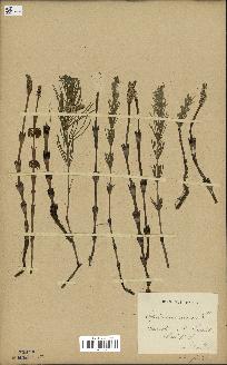 spécimen de Equisetum arvense