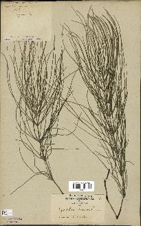 spécimen de Equisetum arvense