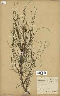 spécimen de Equisetum arvense